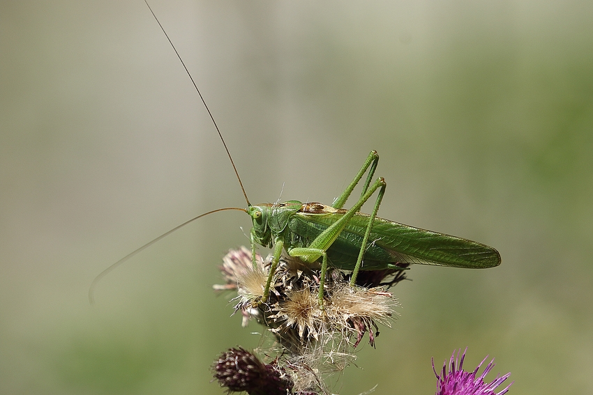 Großes Grünes Heupferd (Tettigonia viridissima)