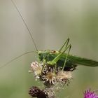 Großes Grünes Heupferd (Tettigonia viridissima)