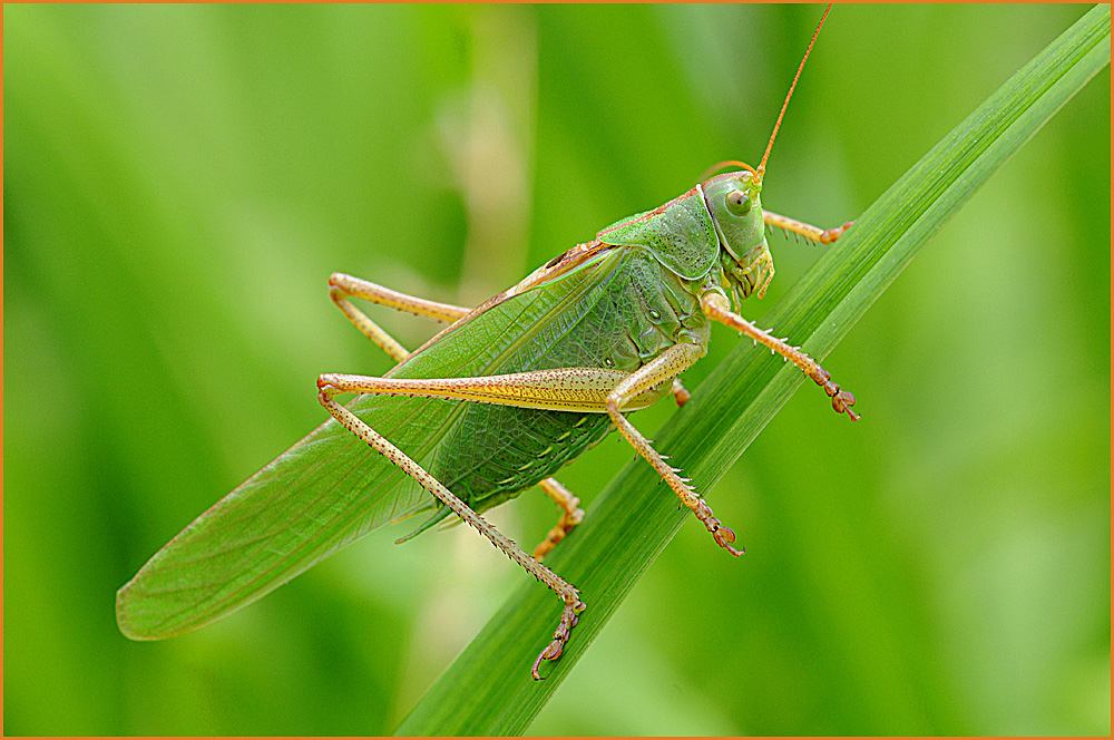 Großes Grünes Heupferd (Tettigonia viridissima)