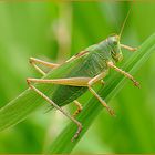 Großes Grünes Heupferd (Tettigonia viridissima)