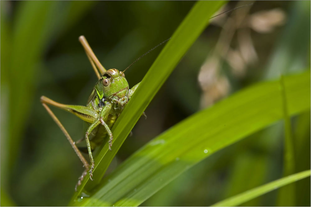 Großes Grünes Heupferd (Tettigonia viridissima)