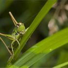 Großes Grünes Heupferd (Tettigonia viridissima)