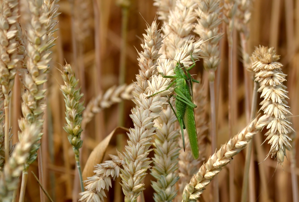 Großes grünes Heupferd Weibchen im Weizenfeld