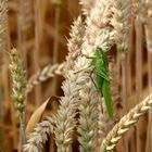 Großes grünes Heupferd Weibchen im Weizenfeld