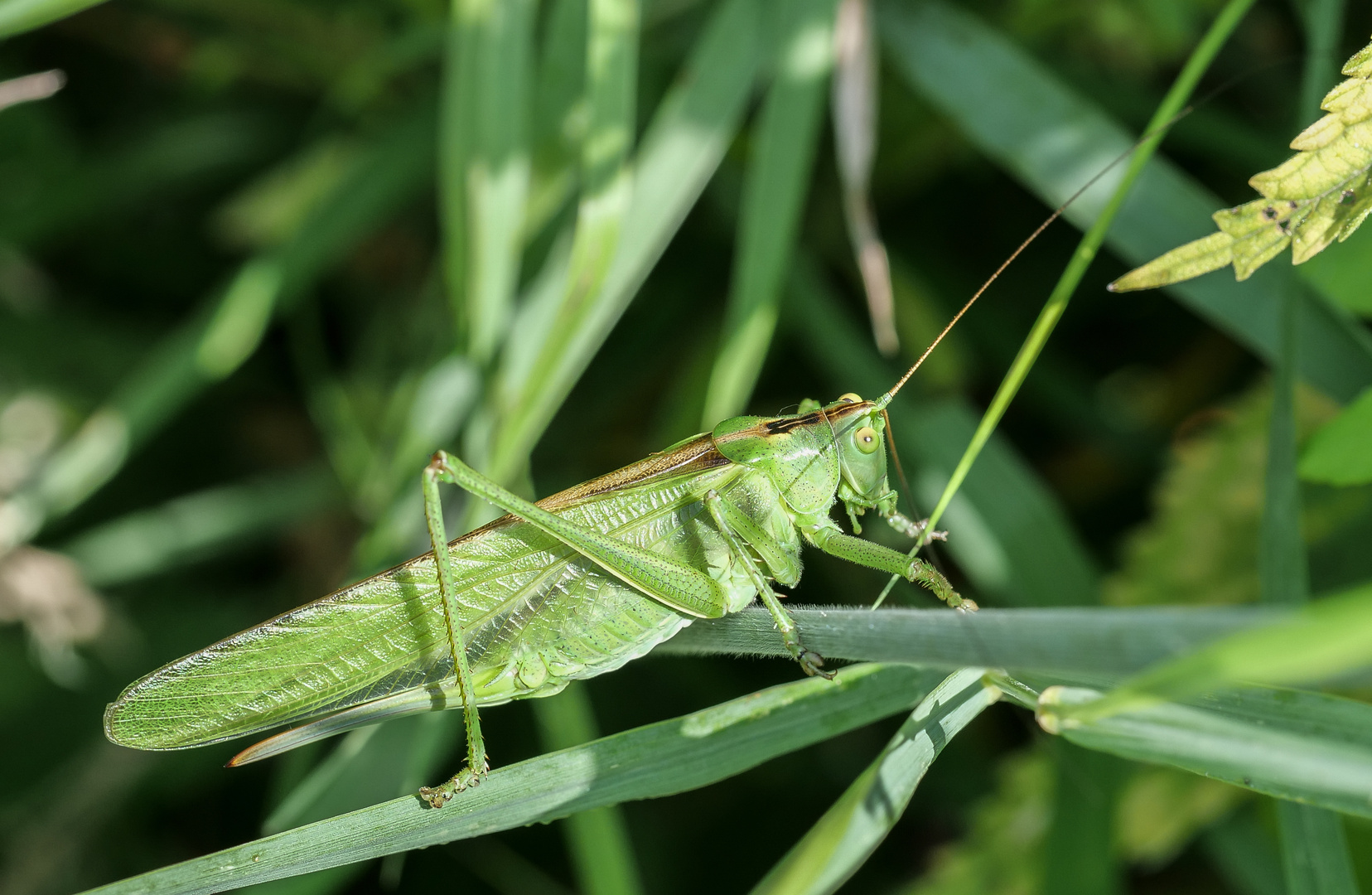 Großes Grünes Heupferd, Weibchen_2