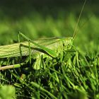 Großes Heupferd 02 - Tettigonia viridissima