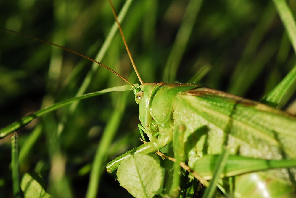 Großes Heupferd 03 - Tettigonia viridissima