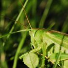 Großes Heupferd 03 - Tettigonia viridissima