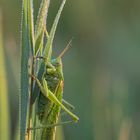 Grosses Heupferd am frühen kühlen Morgen mit Tau benetzt