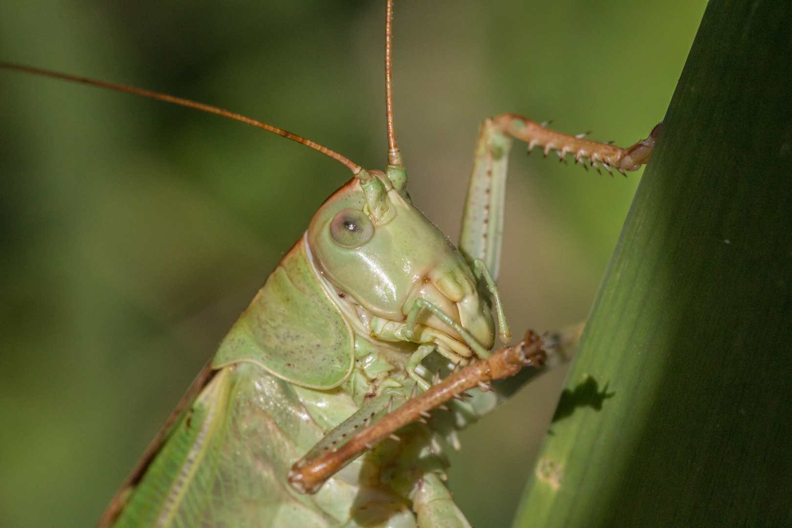Grosses Heupferd Die Kann Auch Beissen Foto Bild Tiere Wildlife Insekten Bilder Auf Fotocommunity