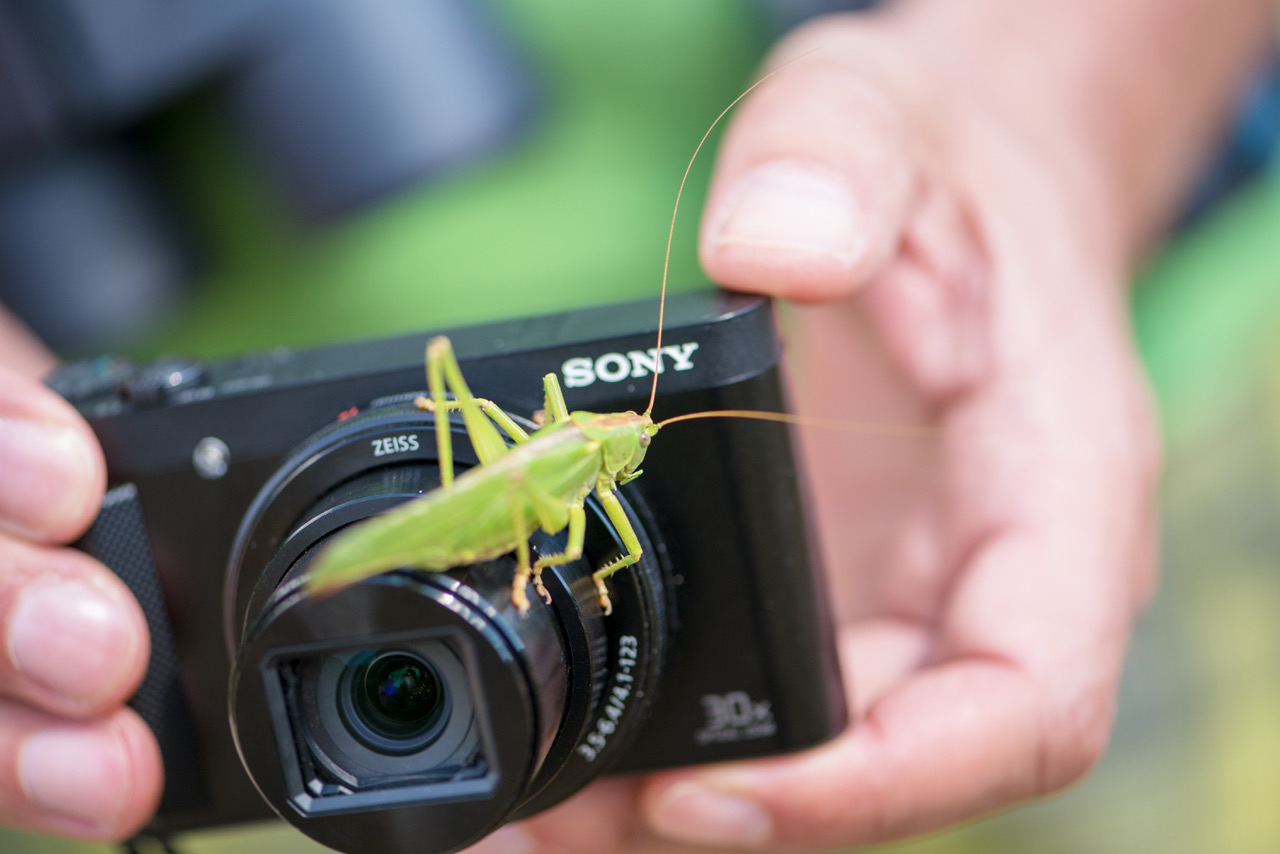 Großes Heupferd greift SONY an ...