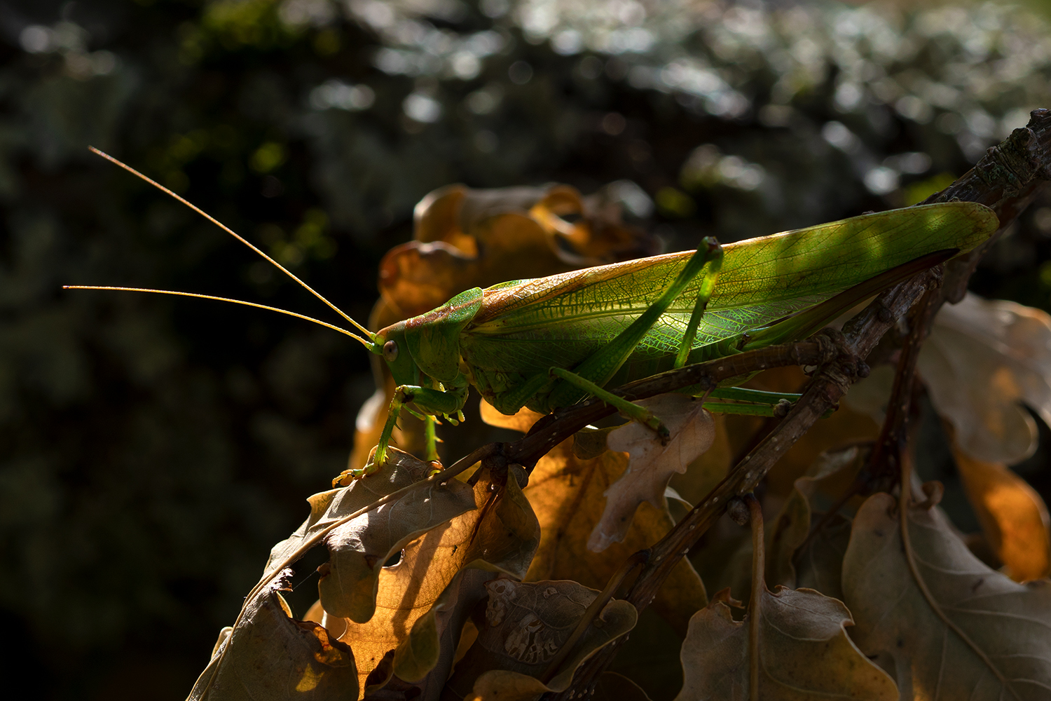 Grosses Heupferd in der Herbstsonne