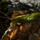 Grosses Heupferd in der Herbstsonne