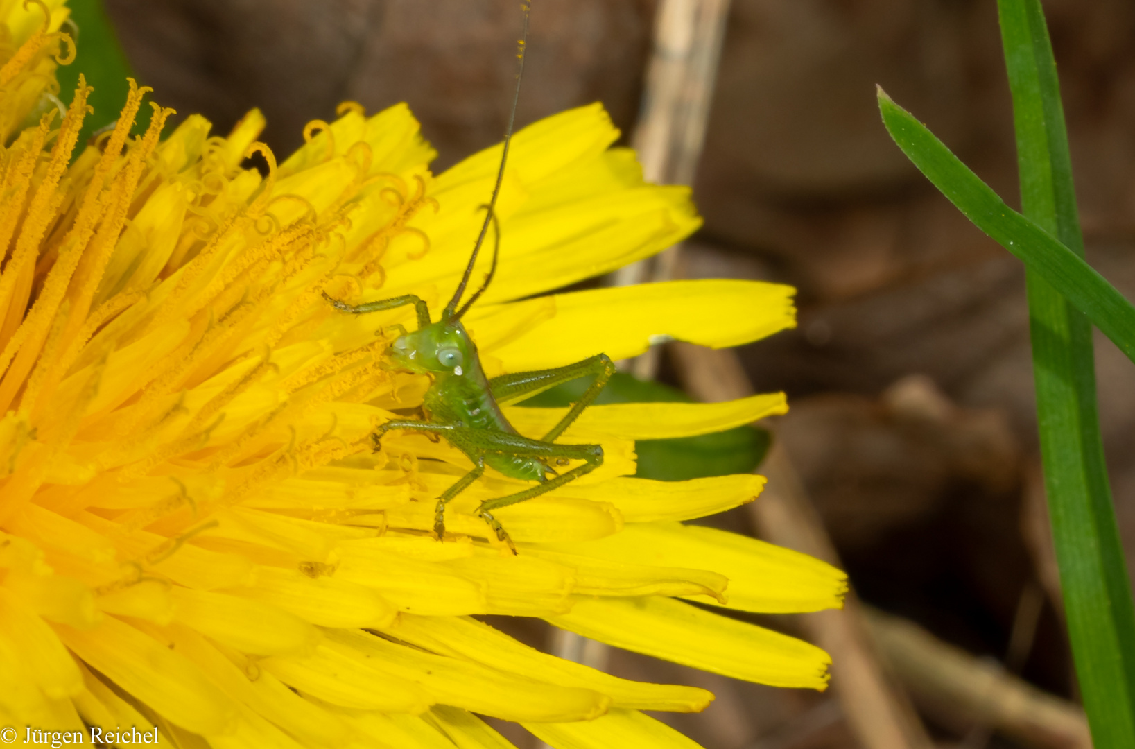 Großes Heupferd  (Tettigonia viridissima) 