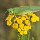 Großes Heupferd (Tettigonia viridissima)