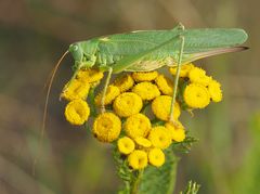 Großes Heupferd (Tettigonia viridissima)