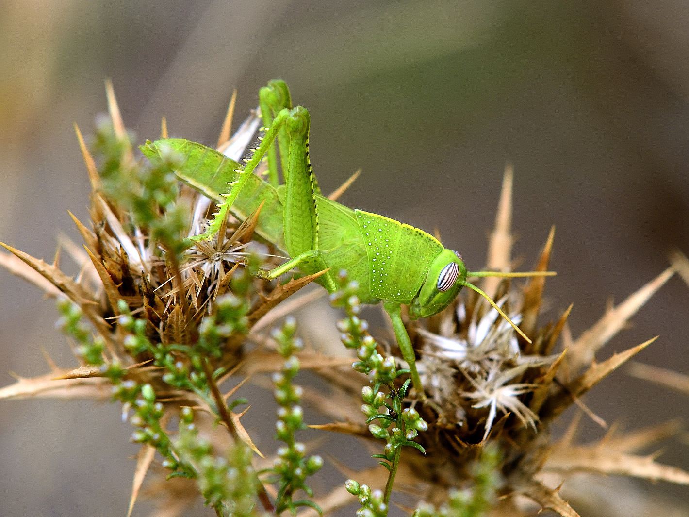 Großes Heupferd, (Tettigonia viridissima)