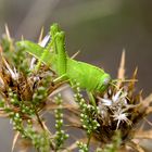 Großes Heupferd, (Tettigonia viridissima)