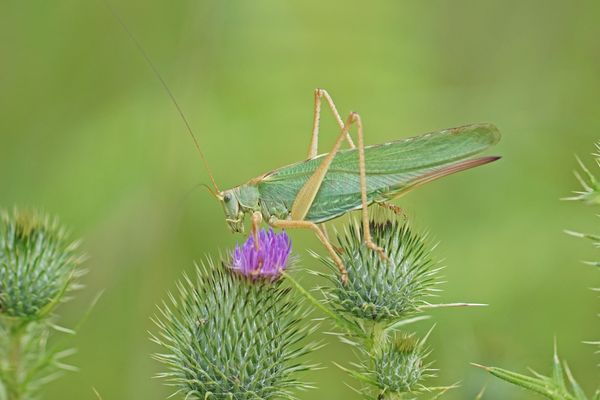 Großes Heupferd (Tettigonia viridissima), Weibchen
