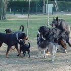 Großes Hundetreffen