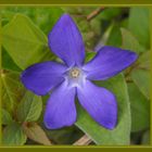 Großes Immergrün (Vinca major)