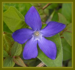 Großes Immergrün (Vinca major)