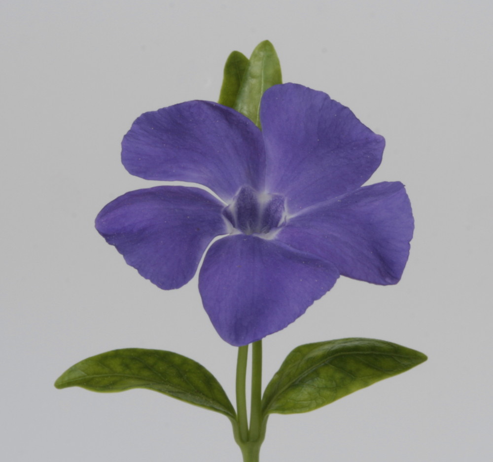 Großes Immergrün (Vinca major)