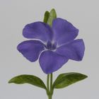 Großes Immergrün (Vinca major)