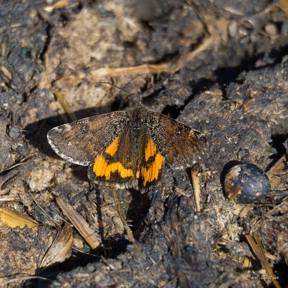 Großes Jungfernkind (Archiearis parthenias)