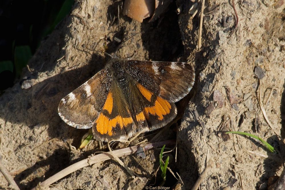 Großes Jungfernkind (Archiearis parthenias)