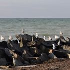 Großes Kino für Strandhühner