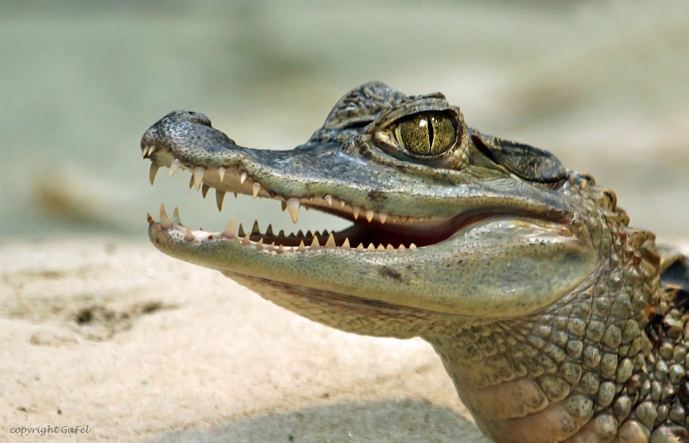 Großes Krokodil? Foto & Bild | tiere, zoo, wildpark & falknerei ...