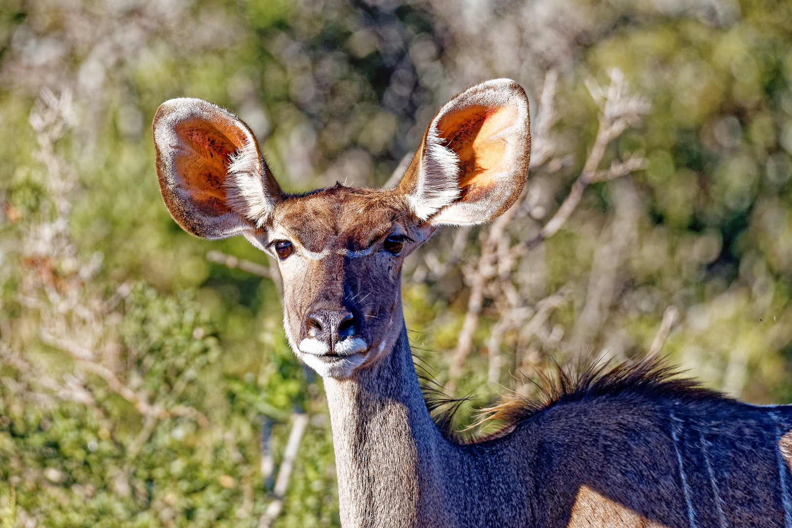 Grosses Kudu