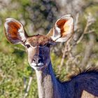 Grosses Kudu