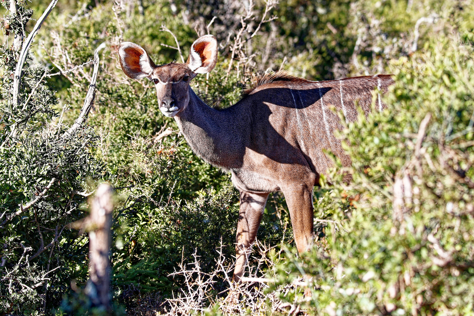 Grosses Kudu_1