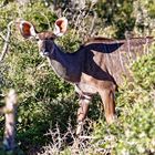 Grosses Kudu_1