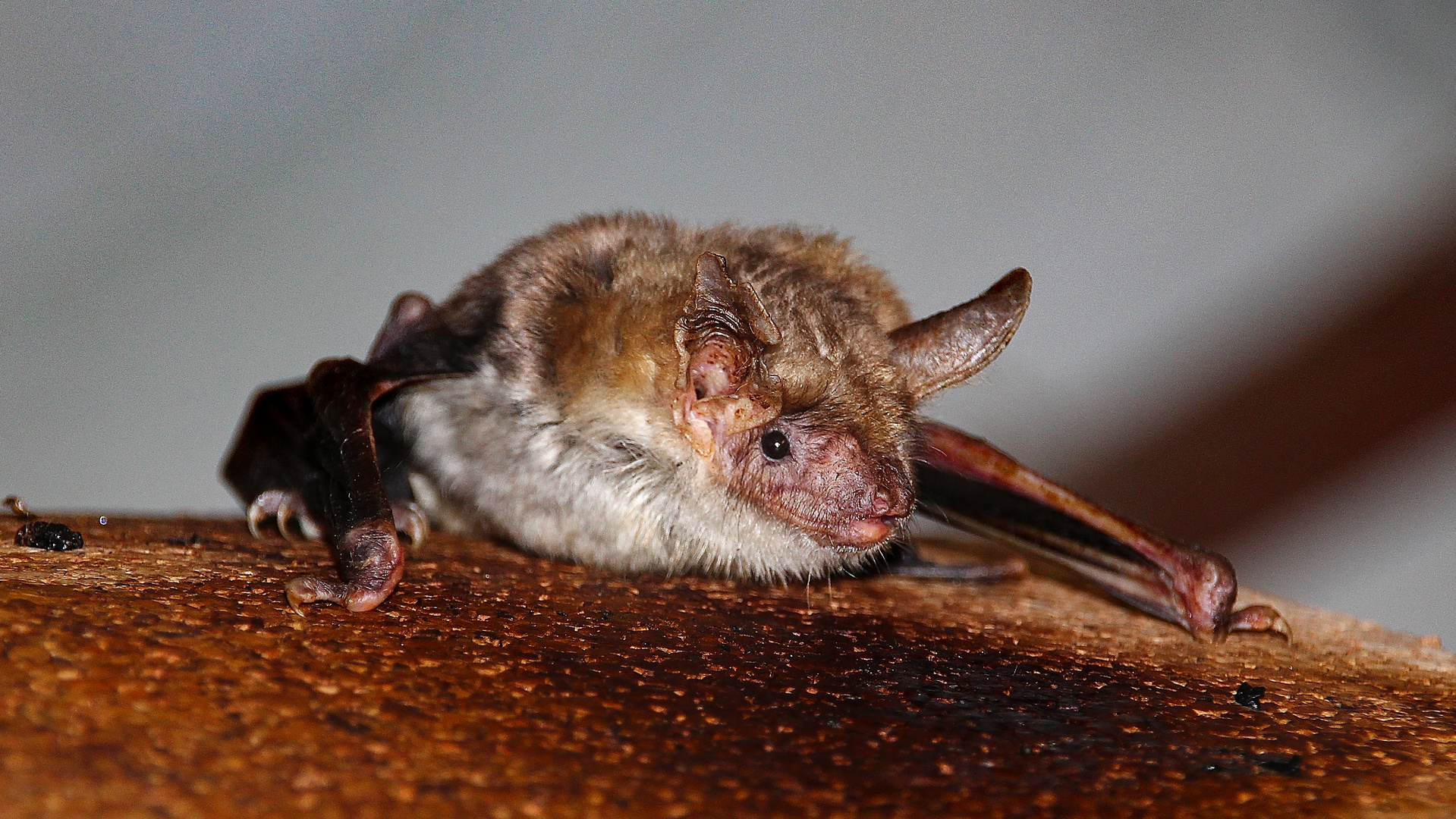 großes Mausohr (myotis myotis)