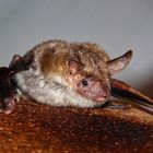 großes Mausohr (myotis myotis)