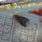 Großes Monster auf Sudoku