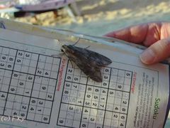 Großes Monster auf Sudoku