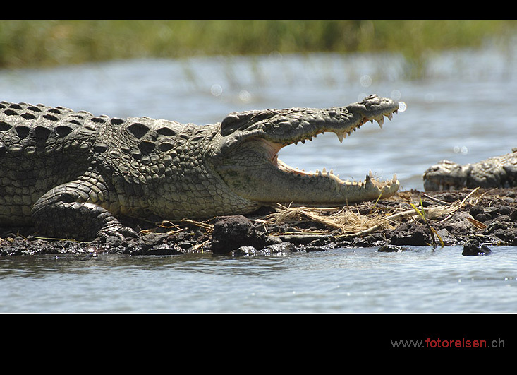 Grosses Nilkrokodil im Chamo See