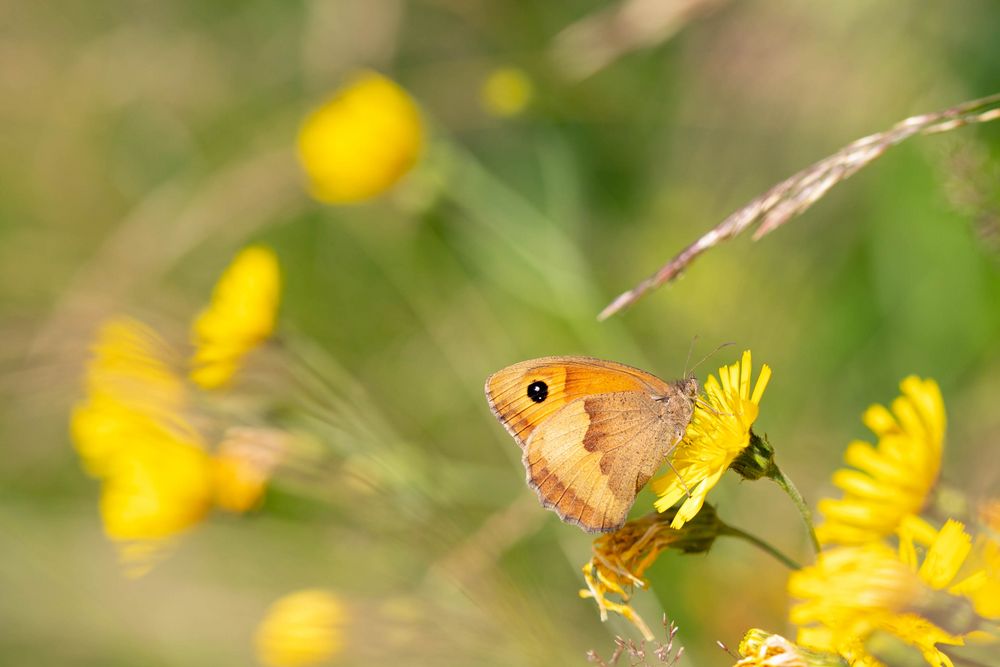 Großes Ochsenauge Foto & Bild deutschland, europe, tiere Bilder auf