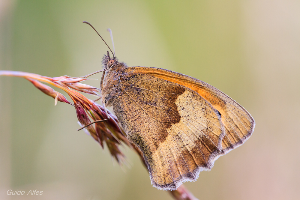 Großes Ochsenauge Foto & Bild tiere, wildlife, schmetterlinge Bilder