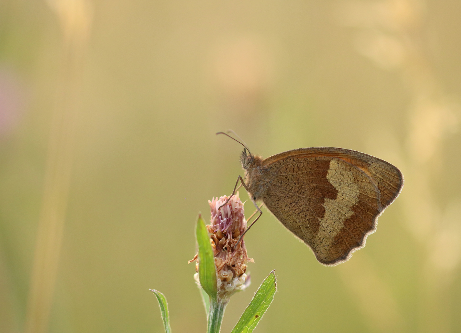 Großes Ochsenauge Foto & Bild tiere, wildlife, schmetterlinge Bilder