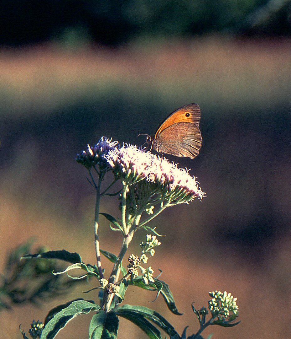 Großes Ochsenauge am Wald-Rand-Auf Wasserdost-Blüte