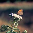 Großes Ochsenauge am Wald-Rand-Auf Wasserdost-Blüte