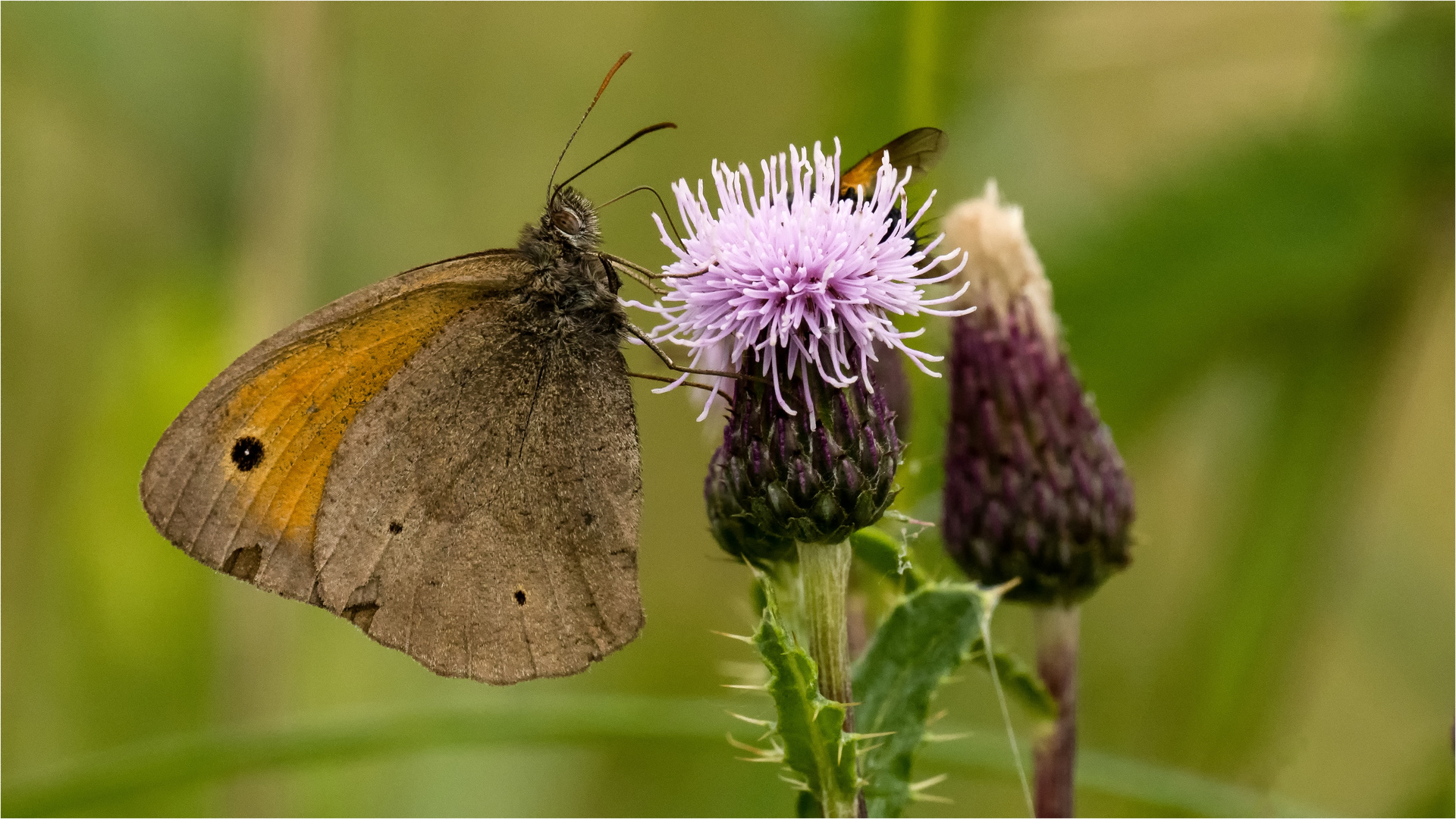 Großes Ochsenauge an Distelblüte  ......