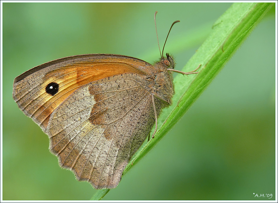 Großes Ochsenauge auf Blatt