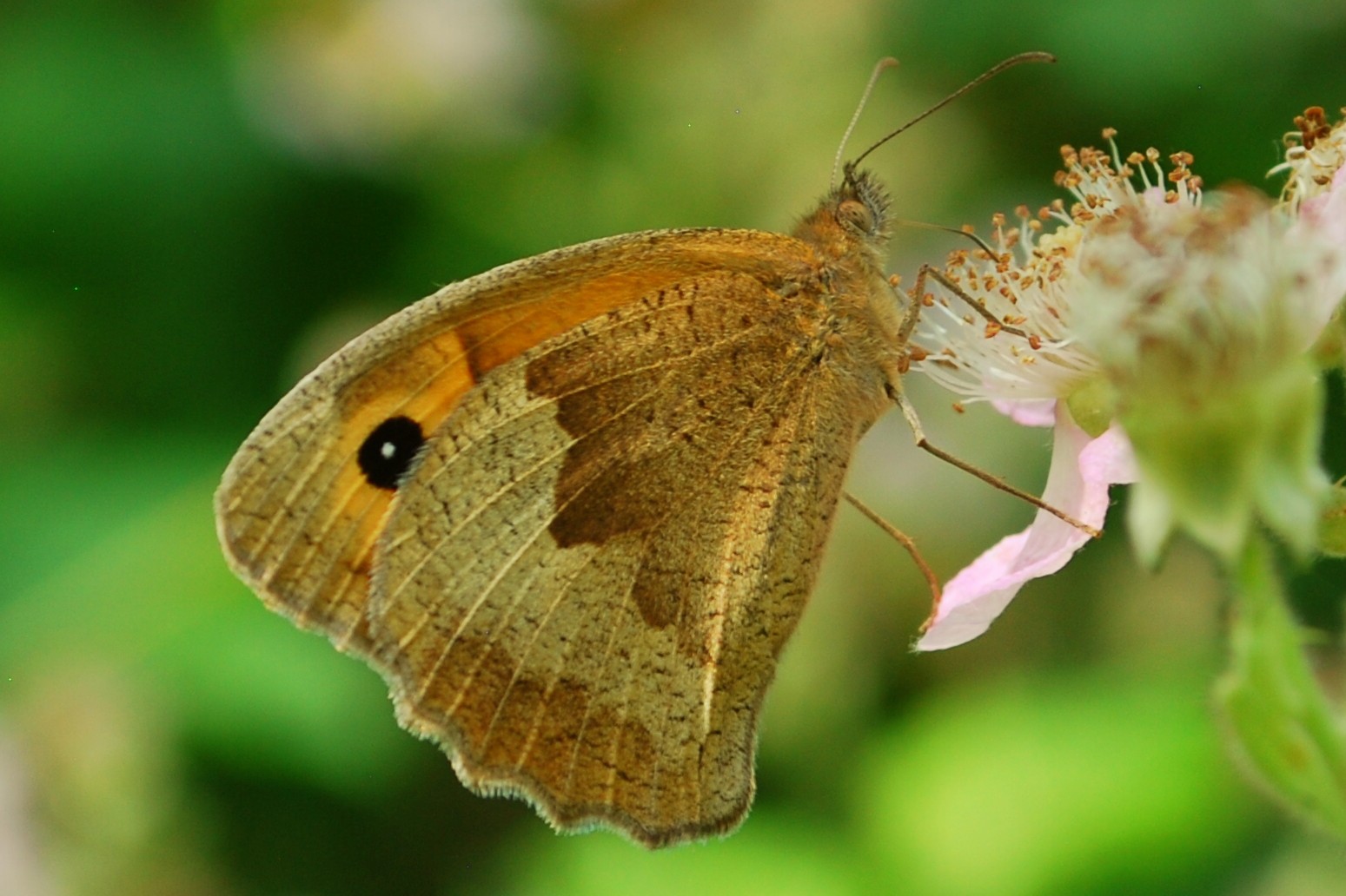 großes Ochsenauge auf Brombeere