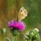 Großes Ochsenauge auf der Distelblüte